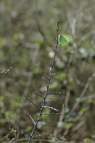 Gonepteryx rhamni